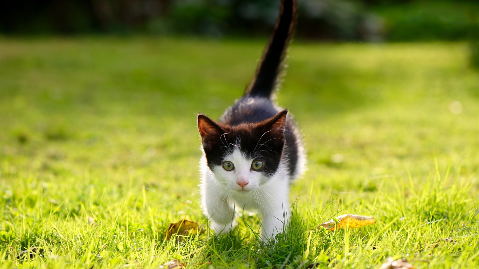 开云下载-锡安轰垮太阳防线，独行侠绝境逆袭显冠军相