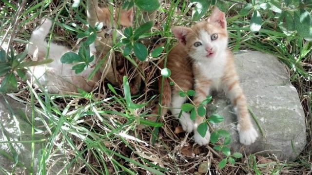 开云体育-巨星闪光与团队风暴，维尼修斯的一击如何点燃尼日利亚的逆转引擎