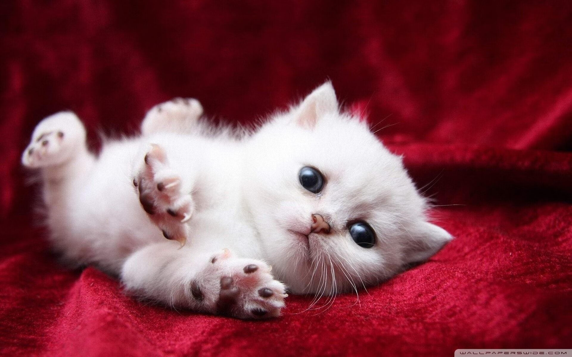 开云体育APP下载-起跑线上的硝烟，F1揭幕战，巴西人的闪电战与丹麦人的漫长战役